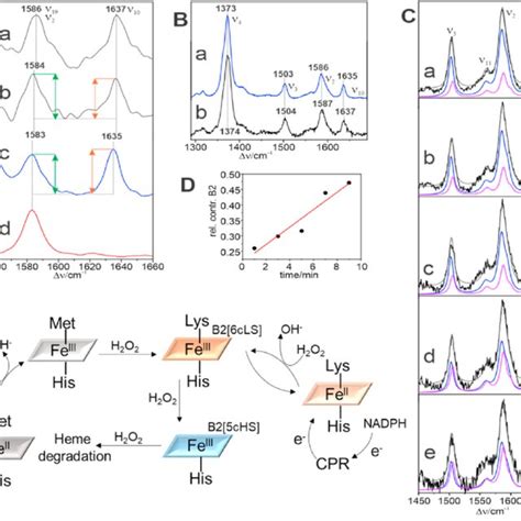 A RR Spectra Of Native Cyt C B1 In Buffered Solution PH 7 4 In