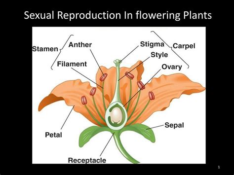 SOLUTION: Flower and anther structure - Studypool