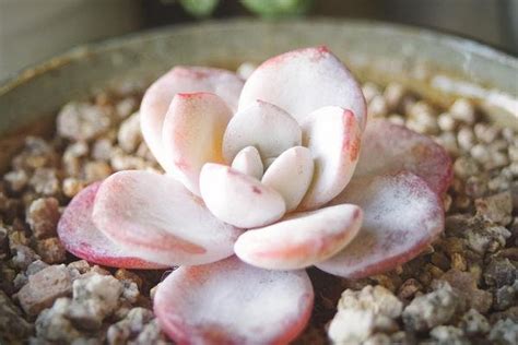 Seeds Echeveria Pink Laui Lauii Seed Rare Succulent Bonsai Etsy