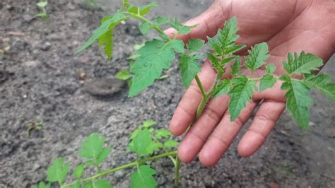 Como plantar pés de tomate no solo da forma correta YouTube