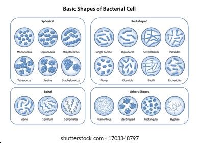 Basic Shapes Arrangements Bacteria Morphology Microbiology Stock Vector ...