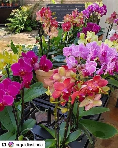 Orquideas Perfeitas On Instagram Para Aprender De Gra A Como Cultivar