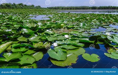 Beautiful White Water Lily Nymphaea Alba Flowers On The Water Surface