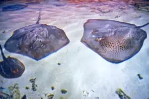 Freshwater Stingray - Complete Species Profile & Care Guide