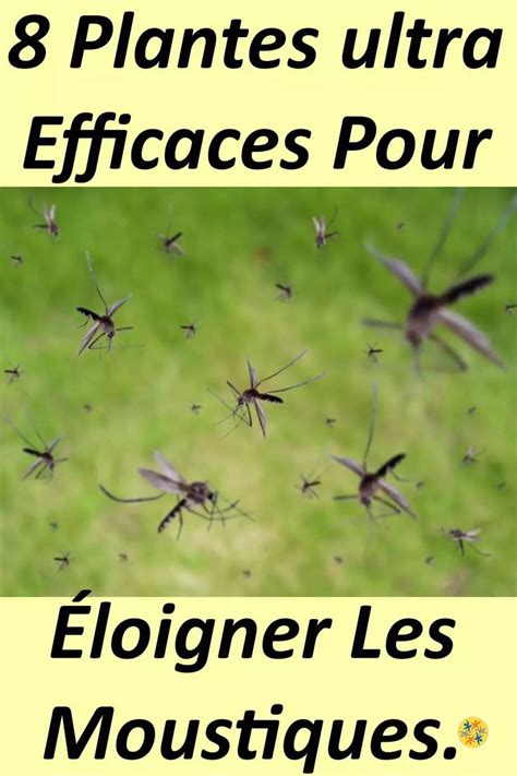 8 Plantes Contre les Moustiques Facile à Cultiver Chez Vous Plante