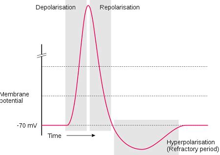 Action Potential Graph Diagram Depolarization Lesson Study