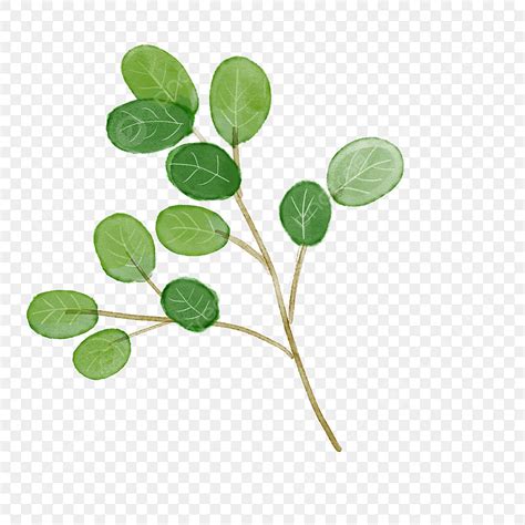 Hand Drawn Style Png Image Watercolor Plant Green Leaf Hand Drawn