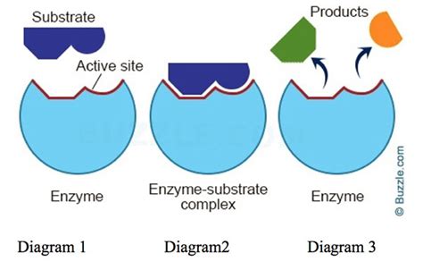 Enzymes Diagram 