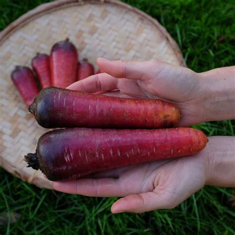 Carotte Longue Rouge Sang Bio La Boîte à Graines