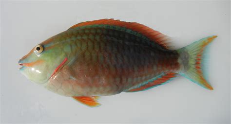 Stoplight Parrotfish | Mexico – Fish, Birds, Crabs, Marine Life, Shells and Terrestrial Life