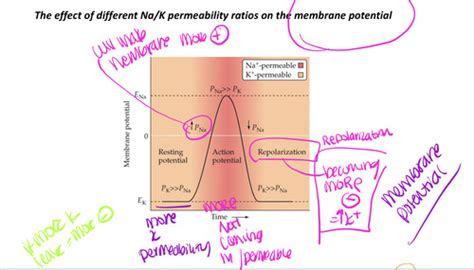 Lecture 3 Human Phys Flashcards Quizlet