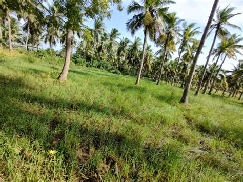 Agricultural Land Cent For Sale In Razole East Godavari Rei