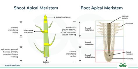 What Is Apical Meristem Definition Types Functions Geeksforgeeks