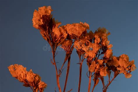 Kermek Notched Yellow Dried Flowers On A Blue Background Stock Image