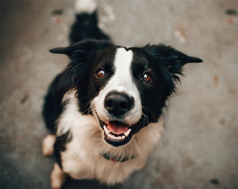 IACP Certification Committee – International Association of Canine Professionals