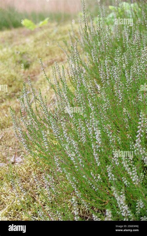 Bruyère Calluna Vulgaris Banque De Photographies Et Dimages à Haute