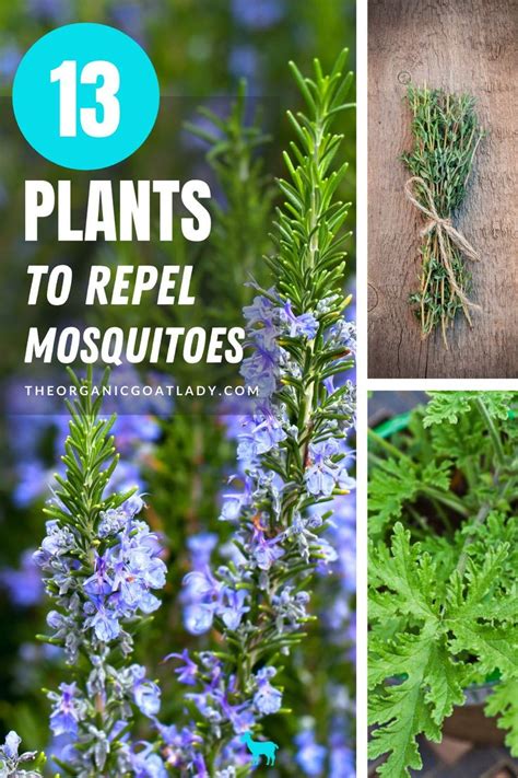 13 Plants That Repel Mosquitoes The Organic Goat Lady Mosquito Repelling Plants Lemongrass