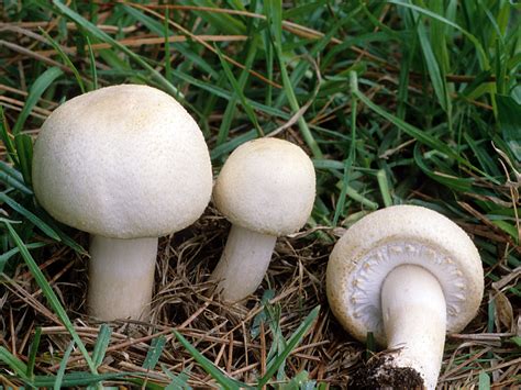 California Fungi Agaricus Fissuratus