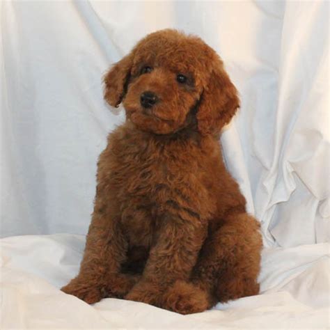 Toy Poodle Breeders Northern California | Wow Blog