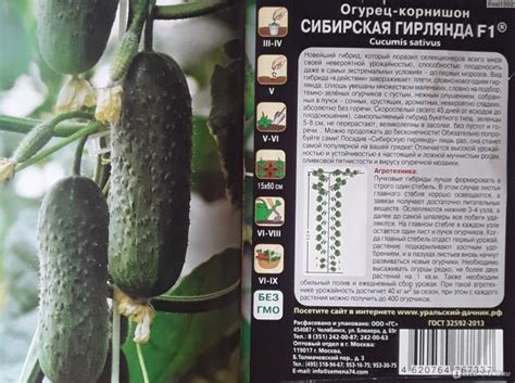 Огурец Сибирский экспресс F1: характеристика и описание сорта с фото
