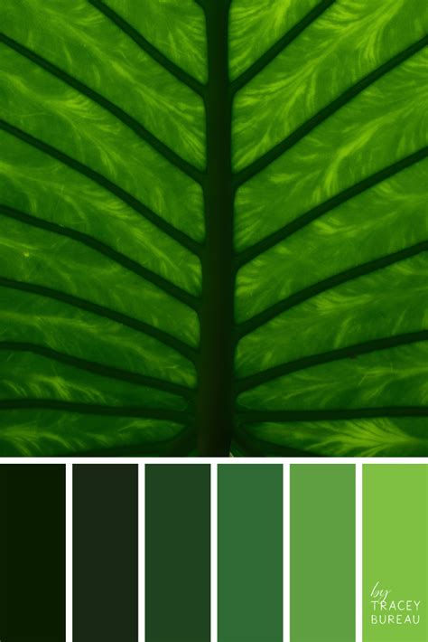 ️Leaf Green Paint Color Free Download| Goodimg.co