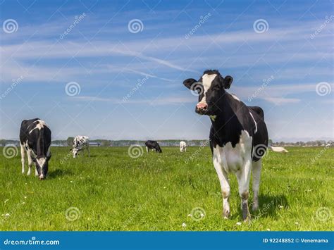 Dutch Holstein Cows In The Farmland Near Groningen Stock Photo Image