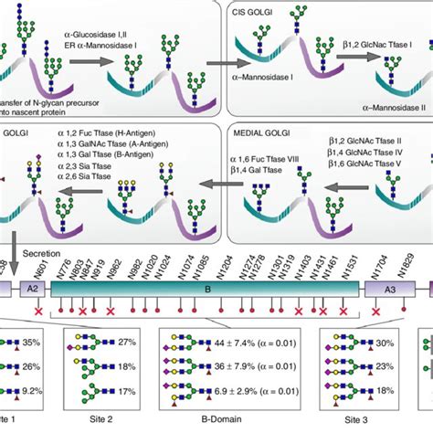 Site Specific N Glycan Distribution Of Plasma Derived And Recombinant