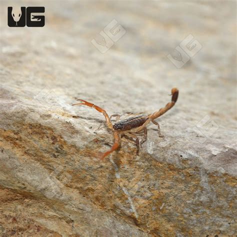 Baby Central American Bark Scorpion (CENTRUROIDES MARGARITATUS) For ...