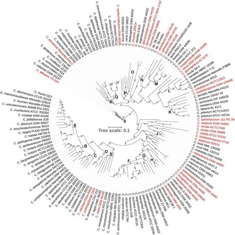 A Phylogenetic Tree From Concatenated Protein Sequence Alignment The