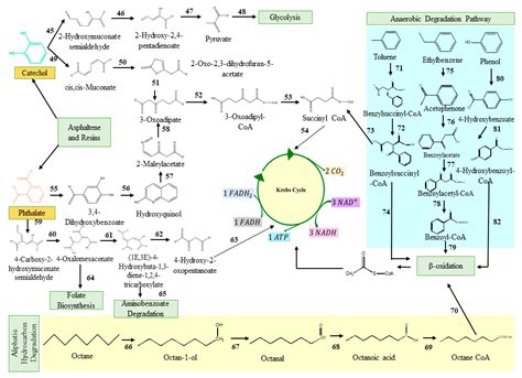 Fermentation Free Full Text Petroleum Hydrocarbon Catabolic