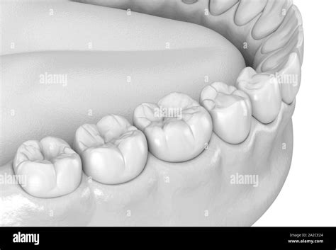 Mandibular Human Gum And Teeth Anatomy Medically Accurate Tooth 3d