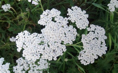 Magic of Herbs: Yarrow (Achillea millefolium) — Asali Earthwork