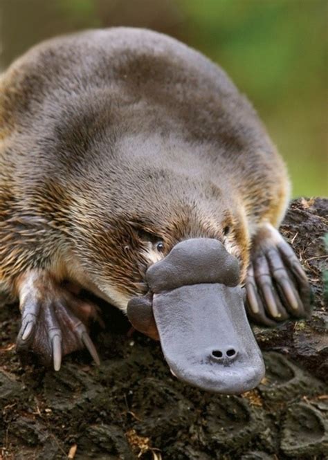 Animal Of The Week The Platypus The Scroll