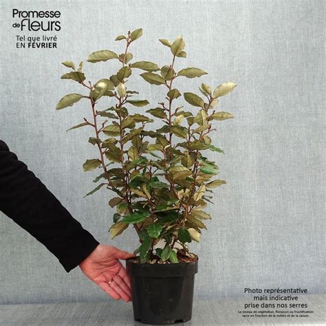 Elaeagnus Ebbingei Compacta Chalef De Ebbing Compact Persistant