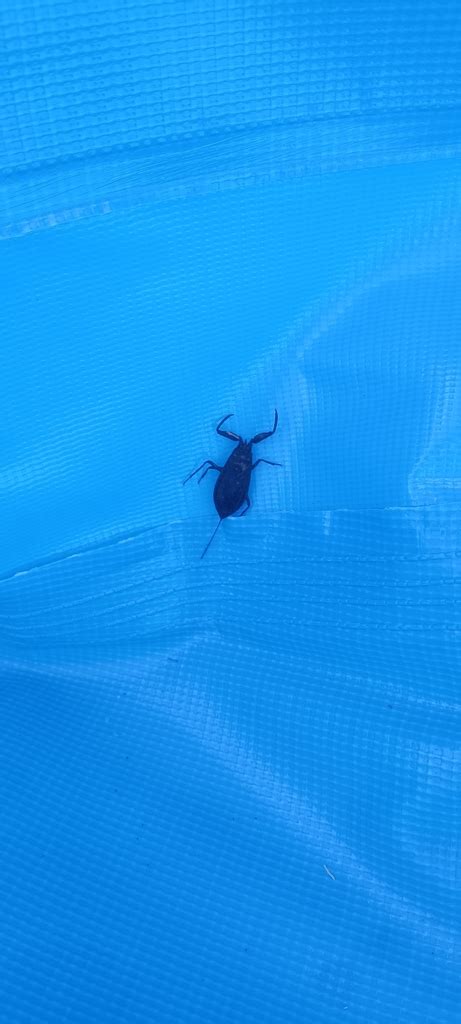 Water Scorpion From Salgueiro Do Campo Portugal On September