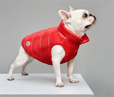 Moncler Dog Jacket Keeps Your Pooch Toasty And Trendy