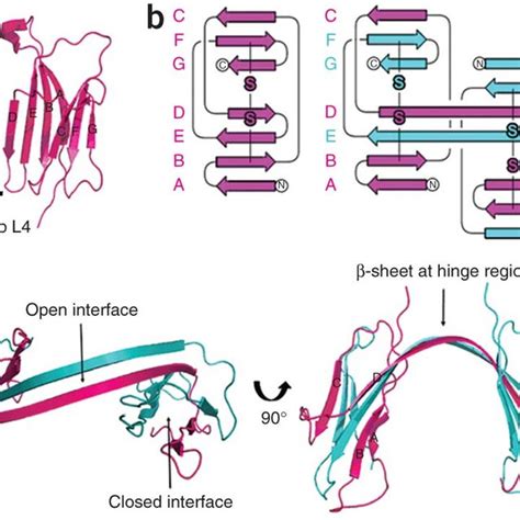 Structure Of The Domain Swapped M Dimer A Ribbon Diagram Of The