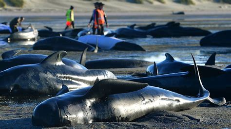 Casi Ballenas Piloto Mueren En Tasmania En El Peor Varamiento De