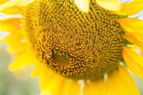 pollen de tournesol stock  royalty  pollen de tournesol