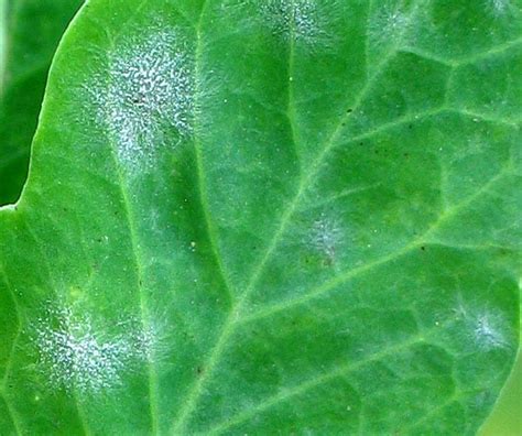 Powdery Mildew On Peas Vegetable Pathology Long Island