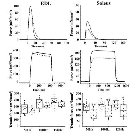 Mechanical Properties Of Edl And Soleus Muscles From Wt And Ho Mice