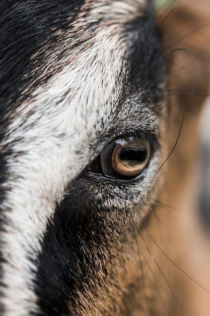 Free Photo | Detail of goat eye