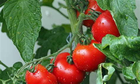 Cultivar Tomates Trucos Para Que Produzcan M S