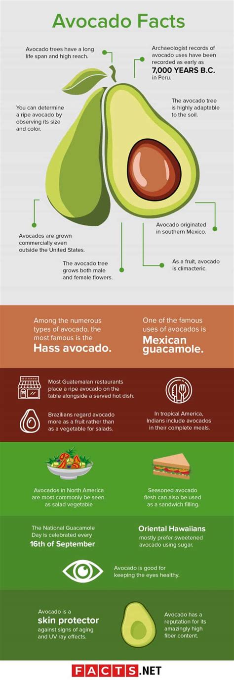 50 Important Avocado Facts You Must Know Immediately