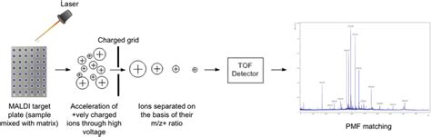 Schematic Diagram Showing The Work Flow In A Maldi Tof Ms Download