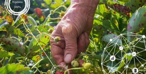 AgroAvances Beneficios de la biotecnología agrícola para una