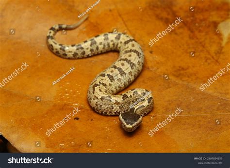 indo malayan mountain pit viper images stock  vectors