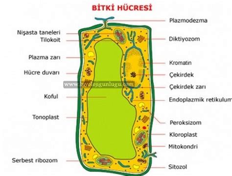 Hayvan H Cresi Izimi Kedi Hayvanlar Blog