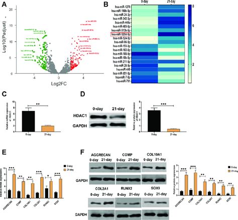 Elevated Expression Of MiR 520d 5p And Decreased Level Of HDAC1 In The