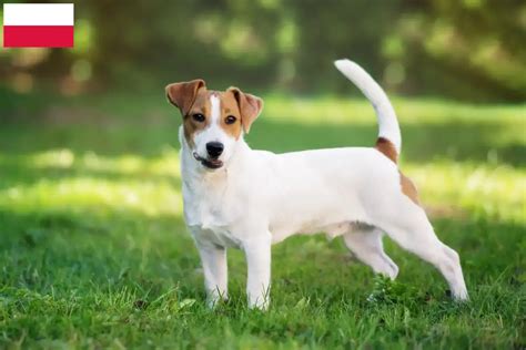 The Rise Of A Hollywood Hound: 8 Facts About Jack Russell's Jaw-Dropping Net Worth